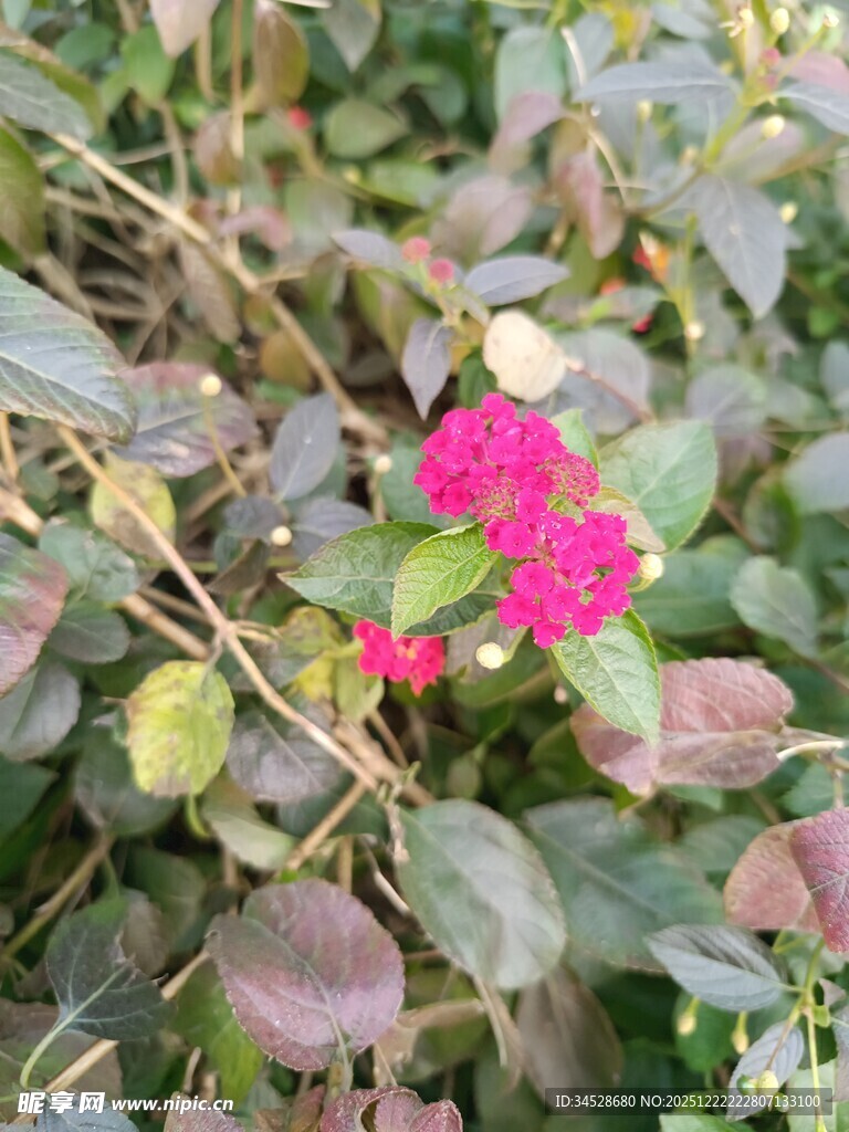 娇艳粉色小花绽放绿叶间