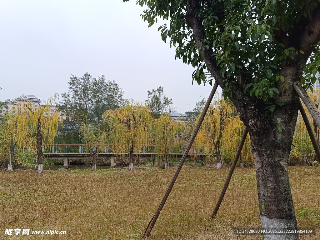 秋日公园树木风景