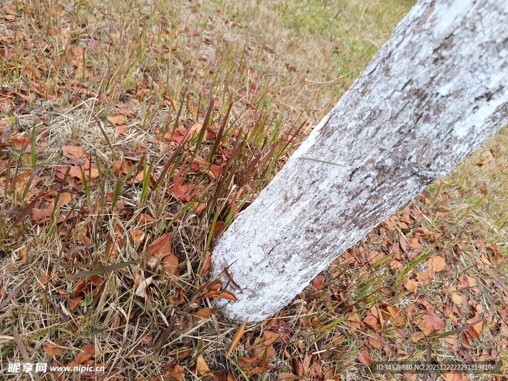 树干下的多彩落叶景象