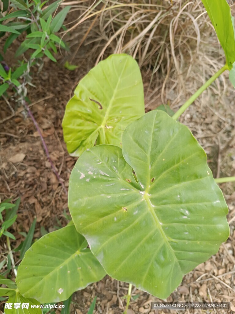 大叶片的绿色植物