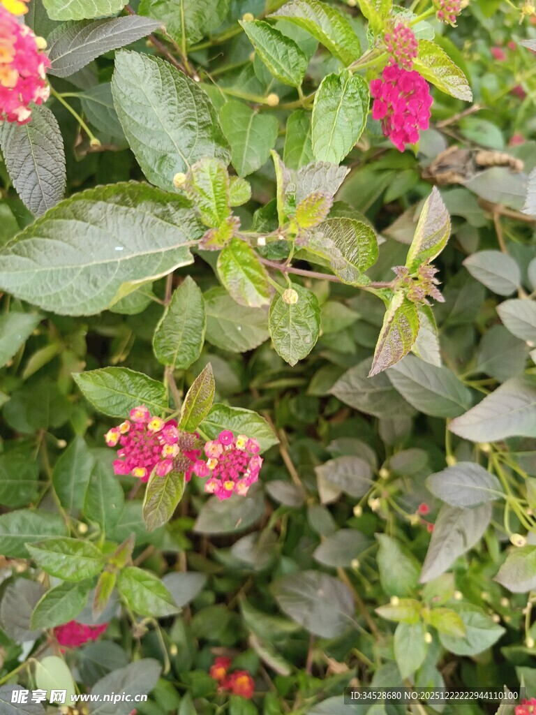 绿叶间的娇艳小红花