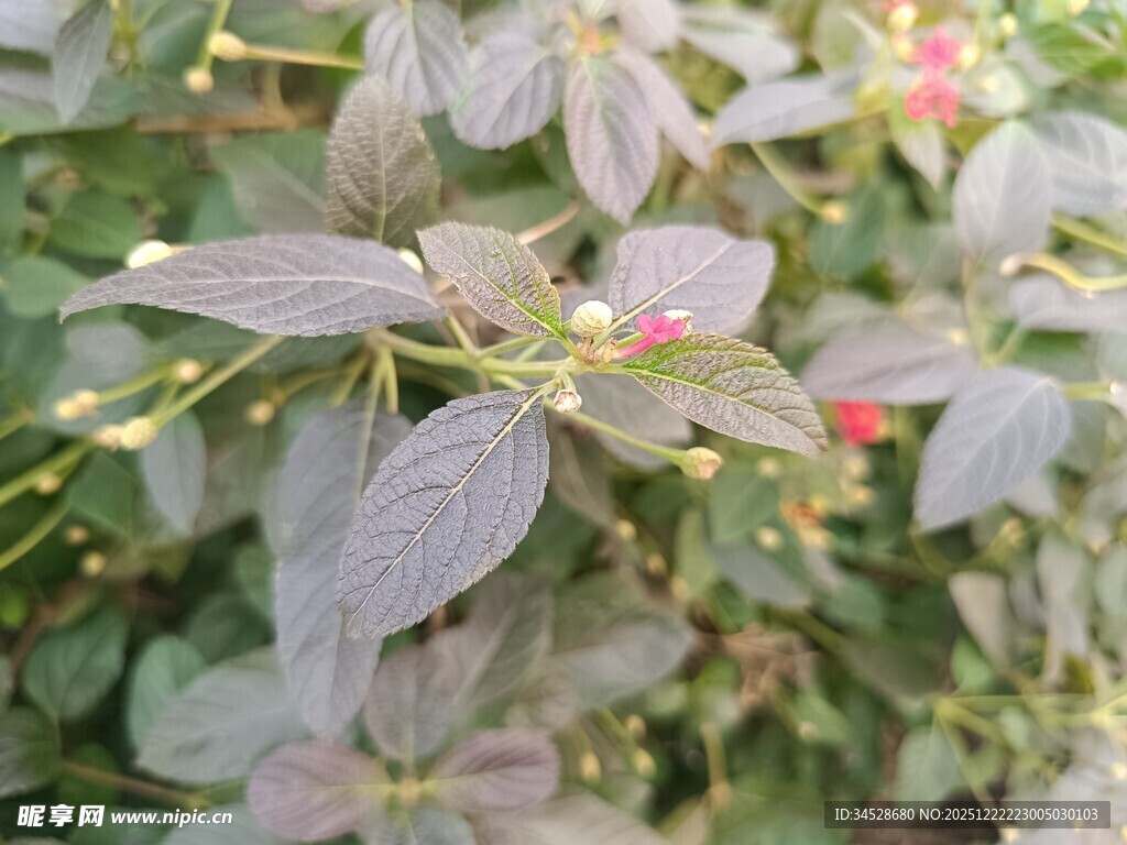 绿叶红果植物特写