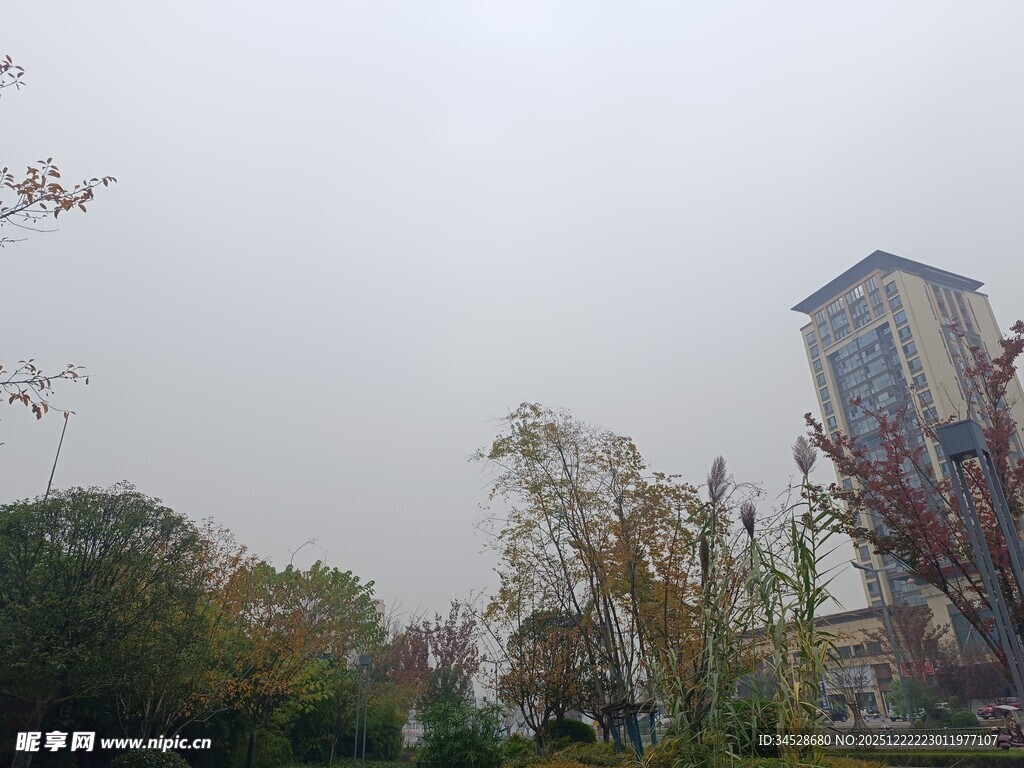 城市雾中建筑与树木景观