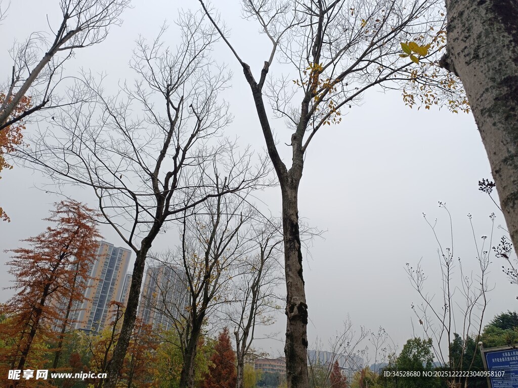 雾中萧瑟树林景象