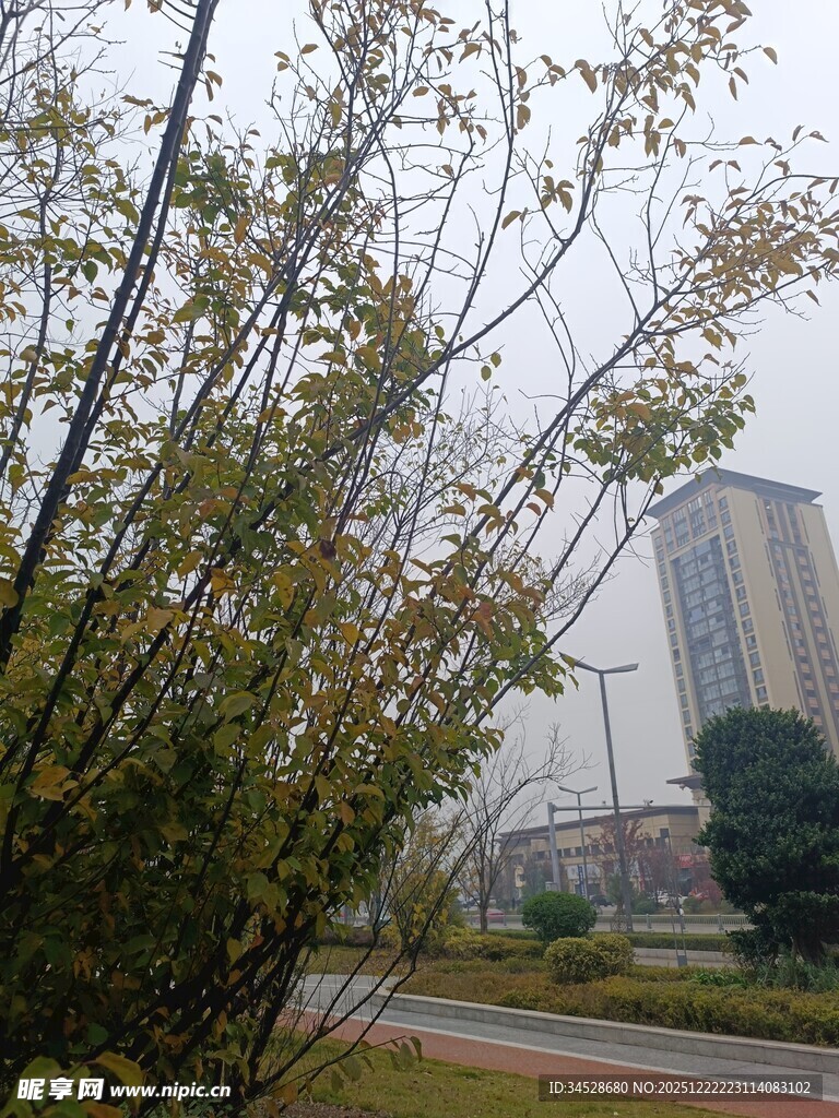 雾中城市与绿植景观