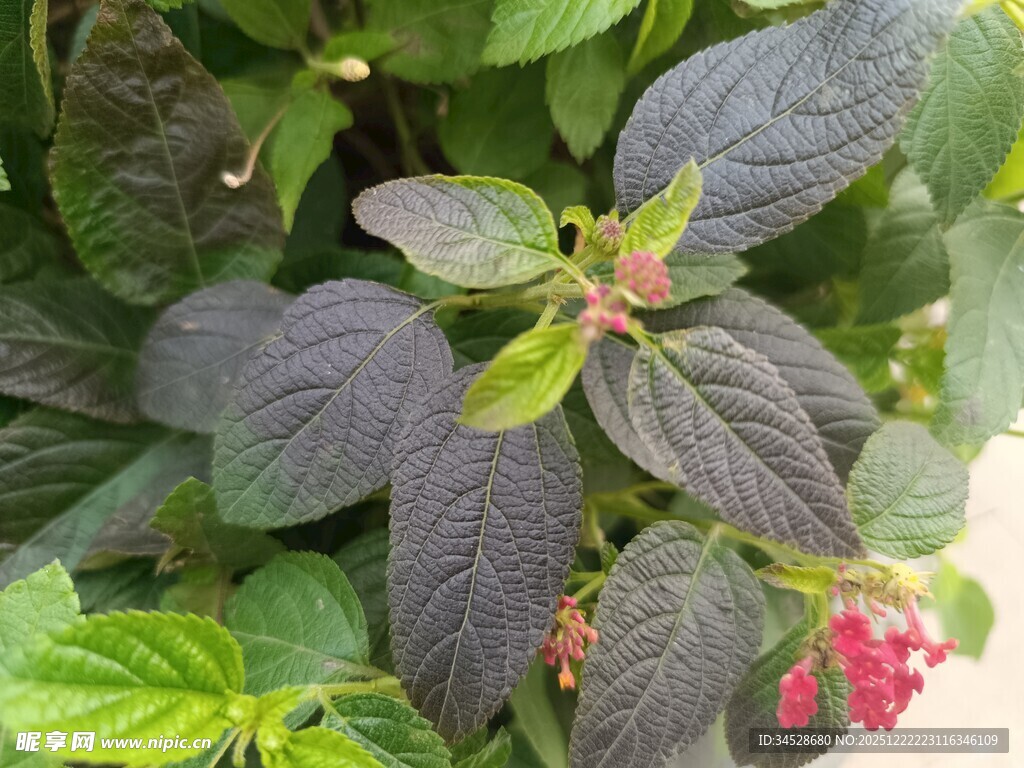 紫叶植物与红色小花