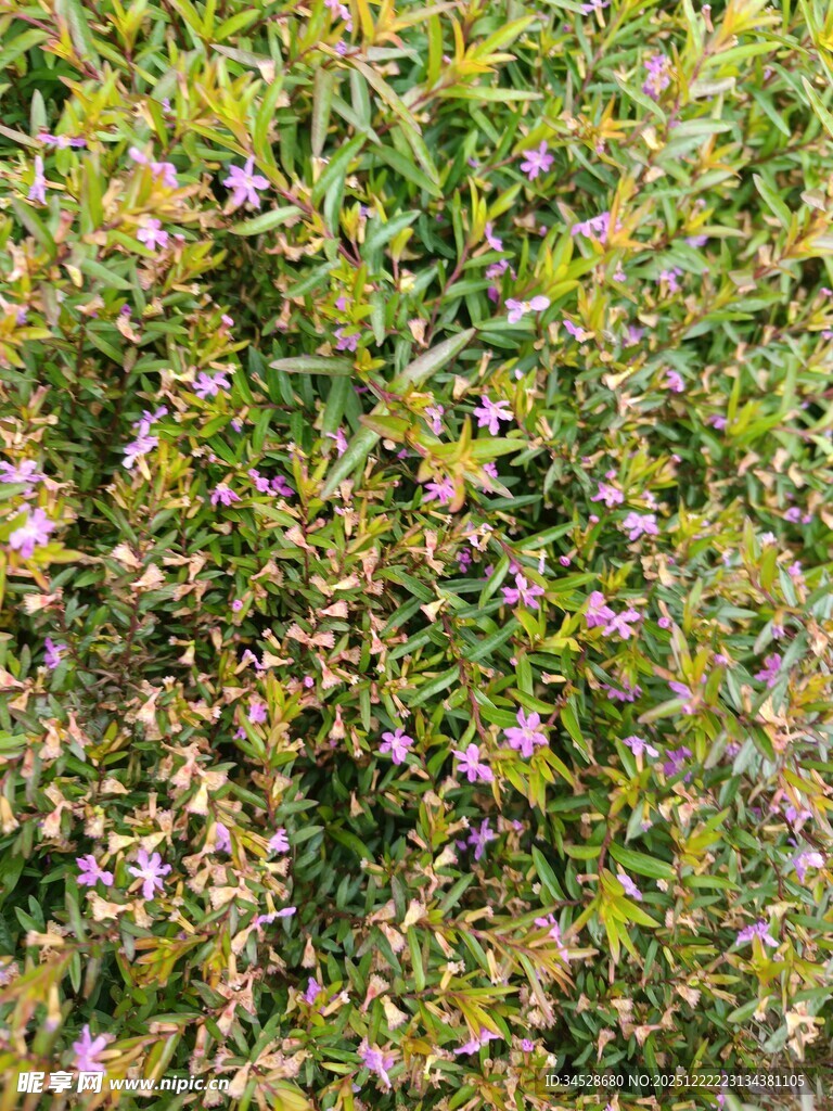 繁茂花丛中的多彩小花