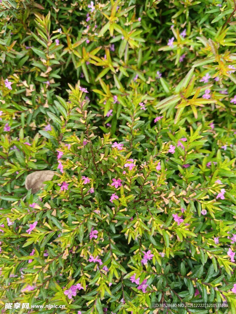 绿叶间点缀的紫色小花