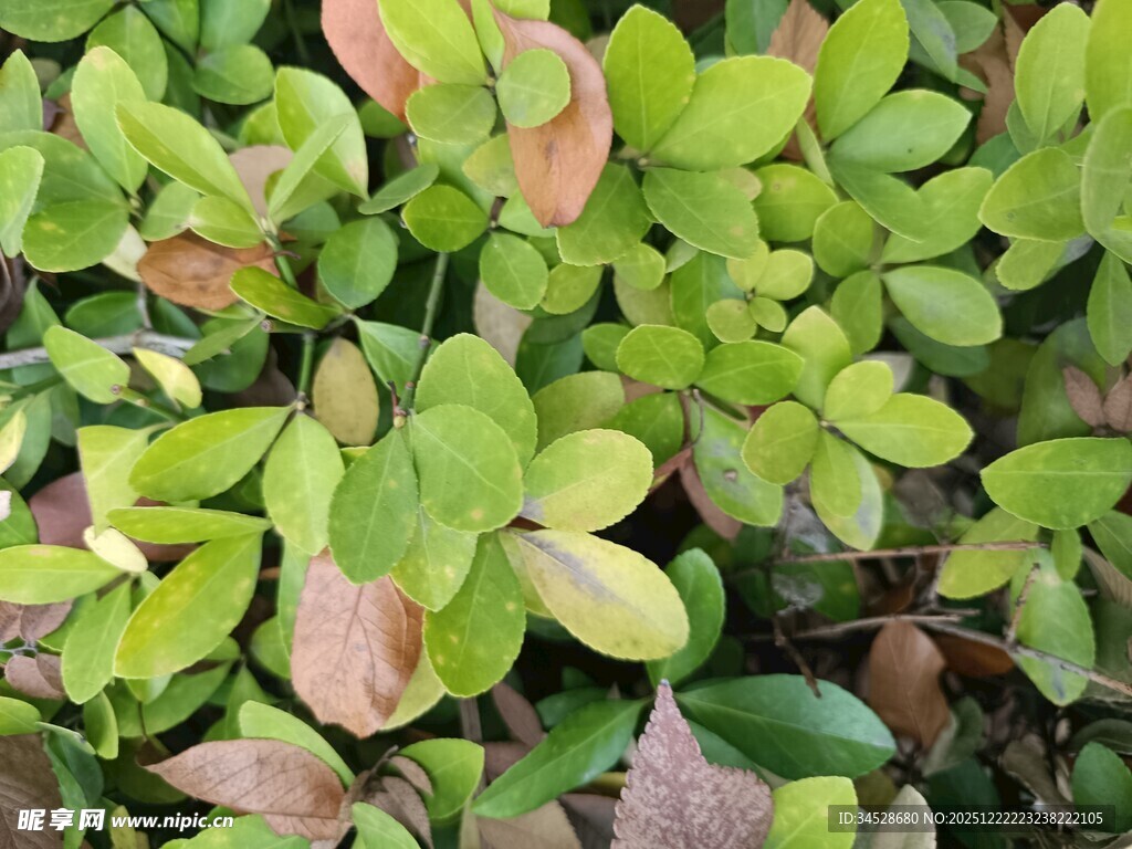 绿叶间的多彩叶片