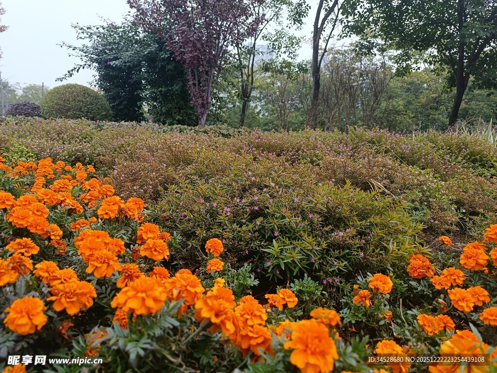 橙色花海 