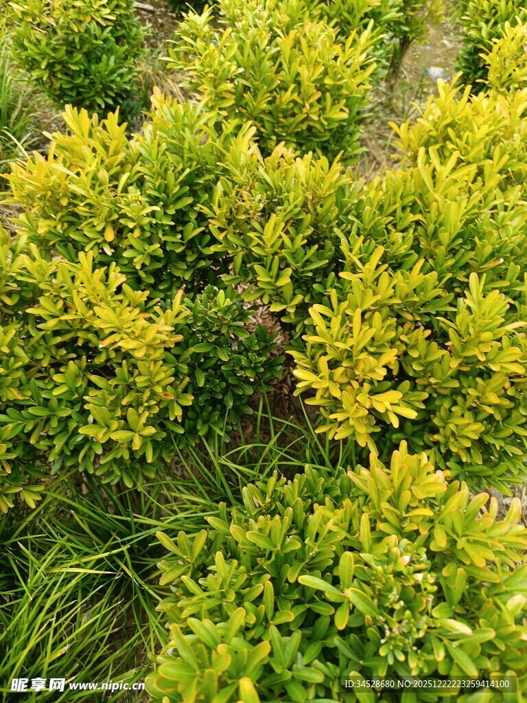 金黄绿叶植物景观