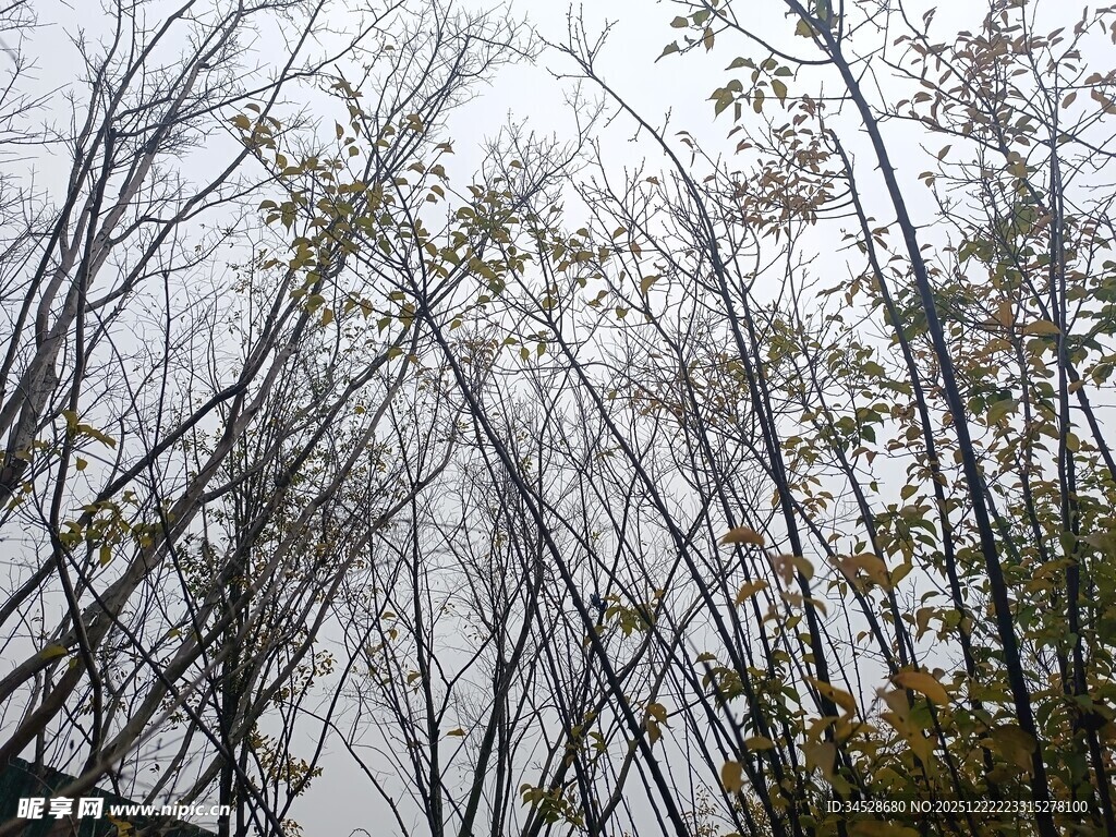 秋日萧瑟树林景象