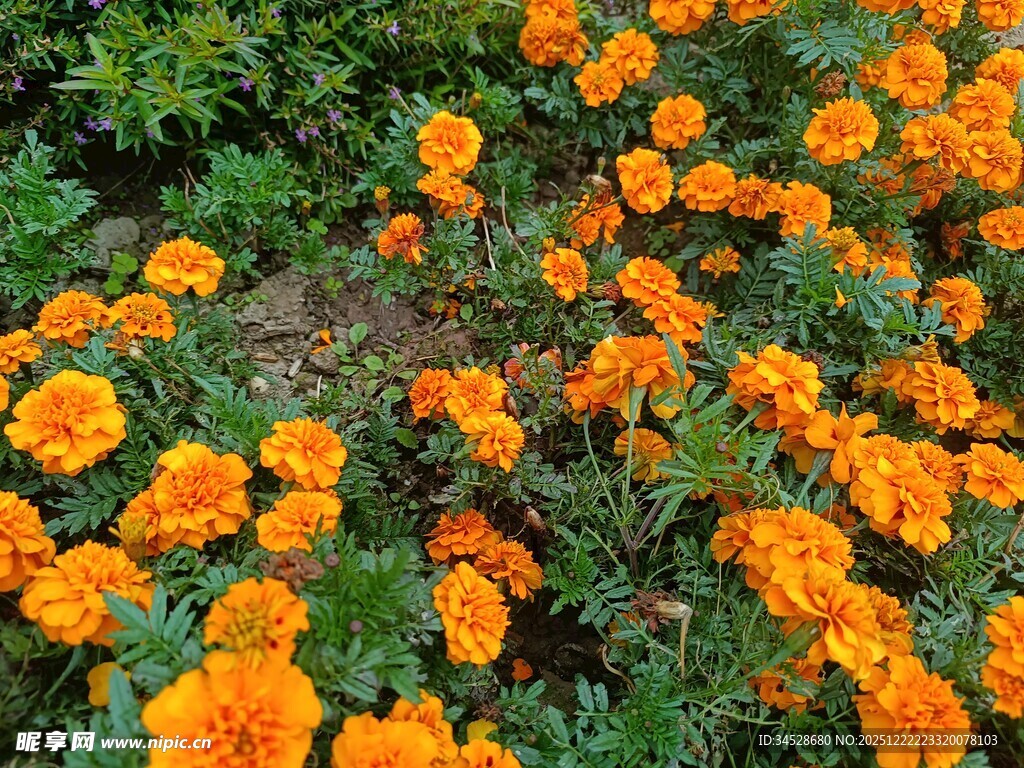 灿烂橘色万寿菊绽放美景