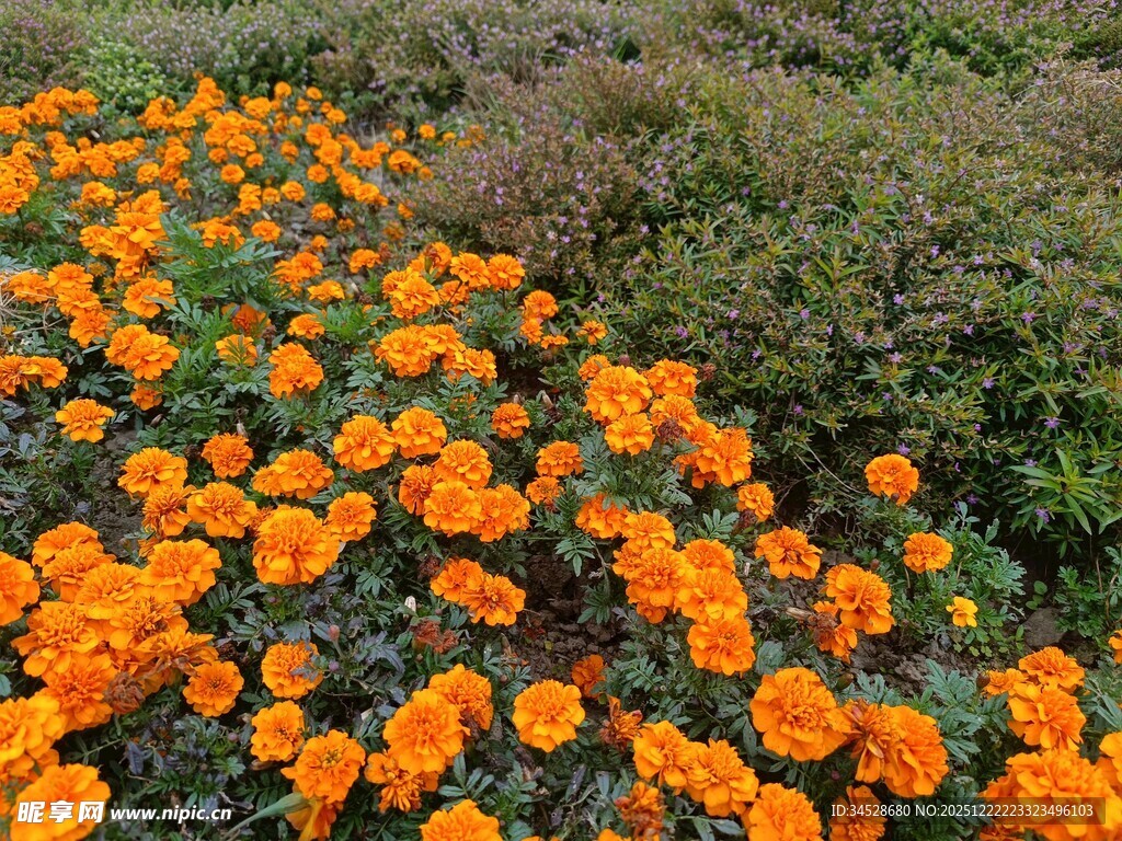 橙色万寿菊绽放的美丽花田