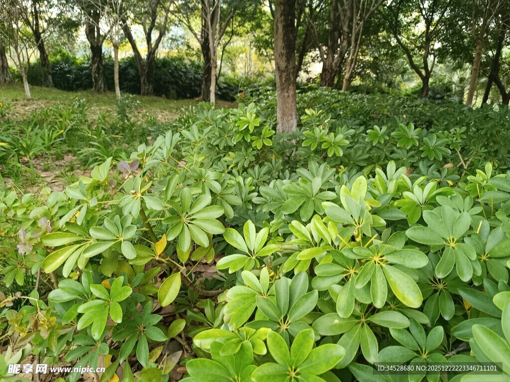 绿意盎然的林下植物景观