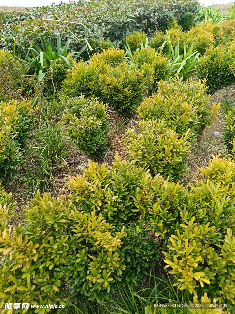 金黄灌木丛景观