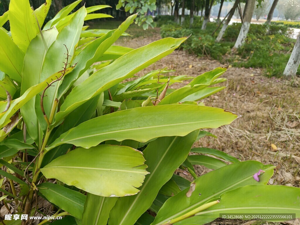 翠绿植物展现自然生机