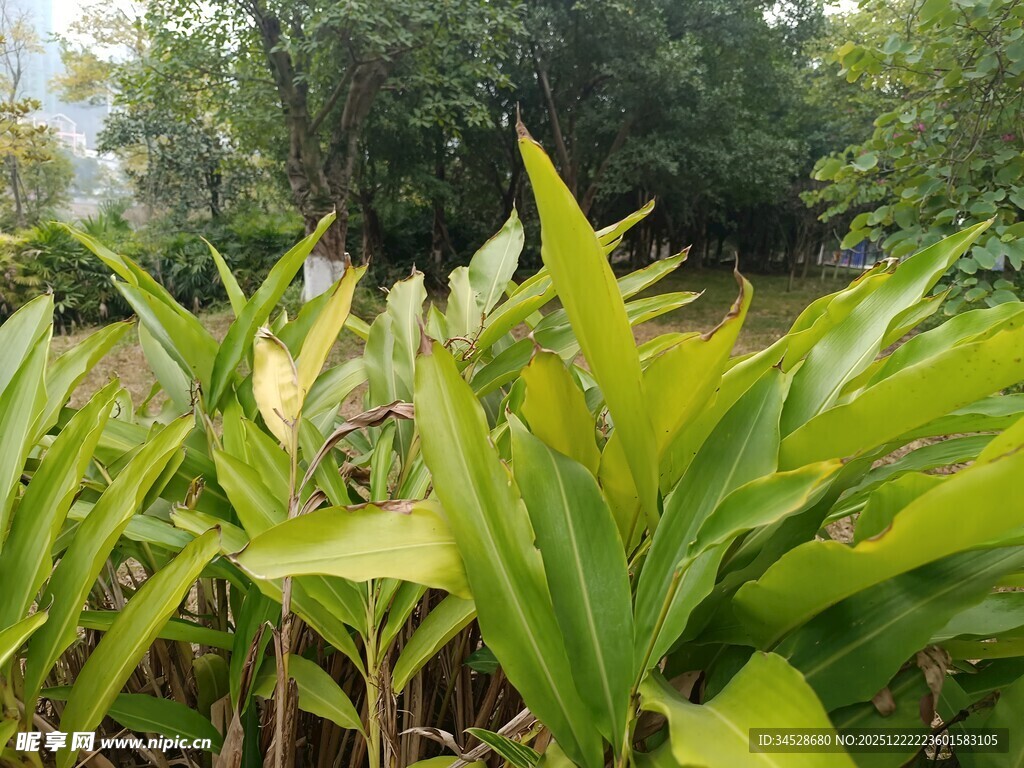 翠绿植物展现自然生机