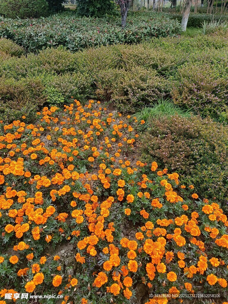 橘色花海绽放生机