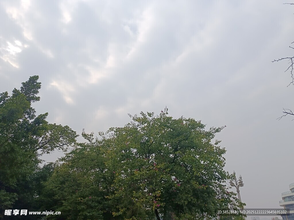 绿树掩映下的朦胧天空