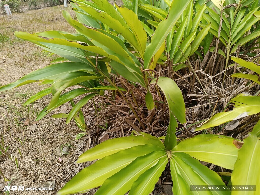 翠绿丛生的热带植物