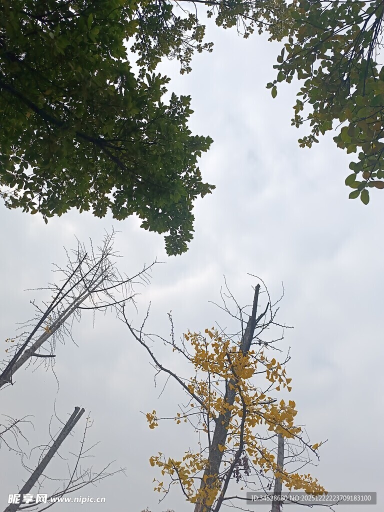 秋日林间树梢景致