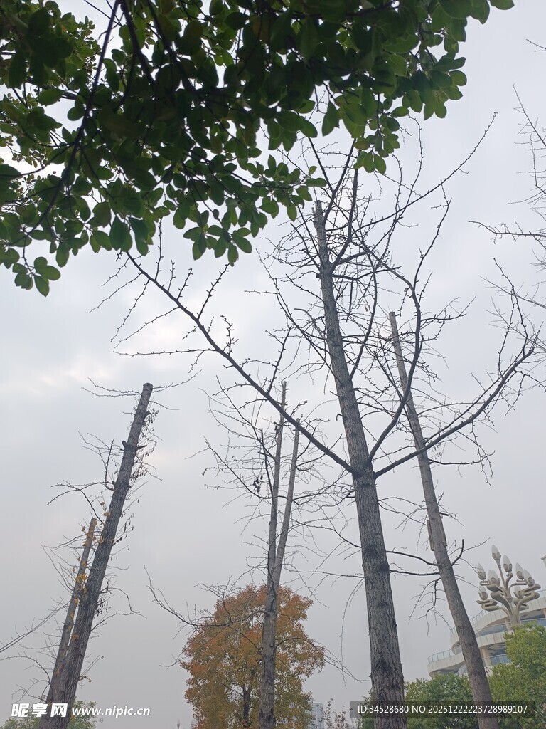 秋日枯树与枝叶景观