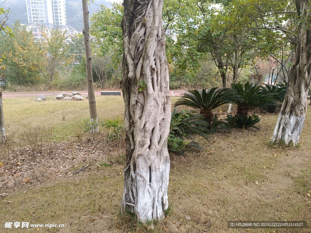 公园中斑驳树干的自然景致