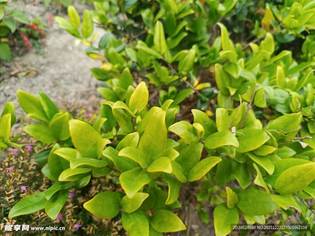 嫩绿叶片的清新绿植