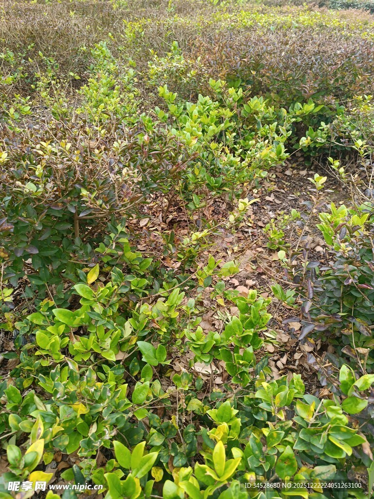 野外繁茂的绿色灌木丛