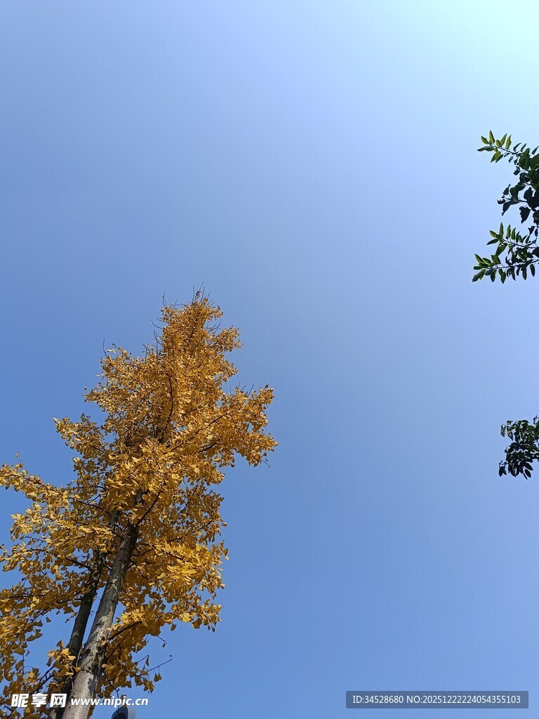 秋日金黄银杏与蓝天