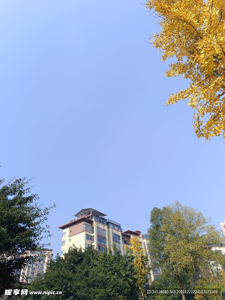 秋日楼宇旁的斑斓树木