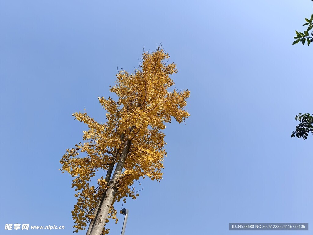 秋日挺拔金黄树木