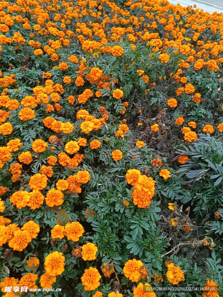 橙色万寿菊绽放的花田