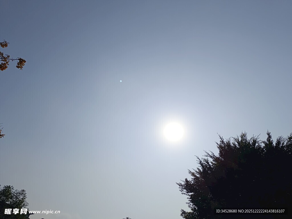 晴朗天空下的阳光与树木