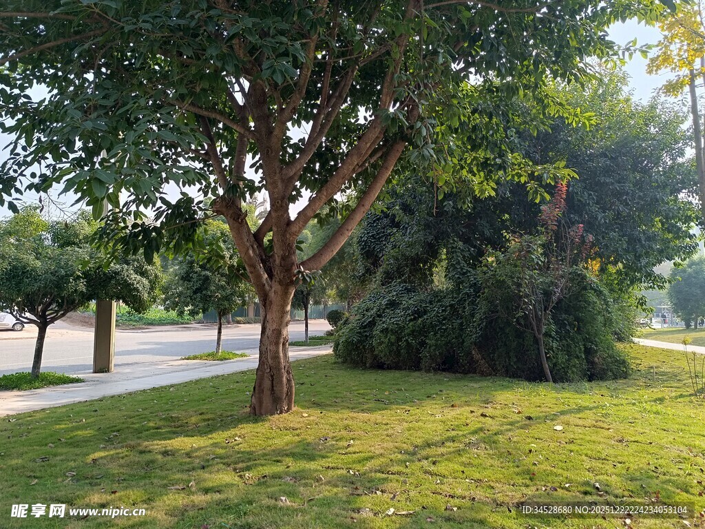 公园绿荫下的宁静景致