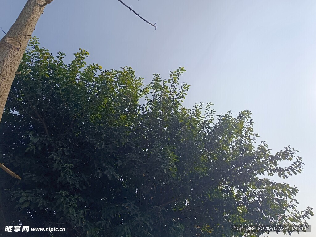 绿树蓝天自然景象