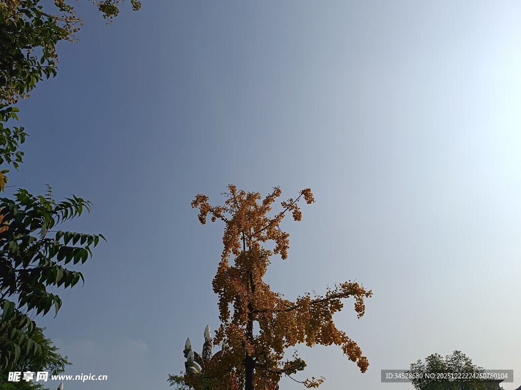 阳光下的黄叶树木