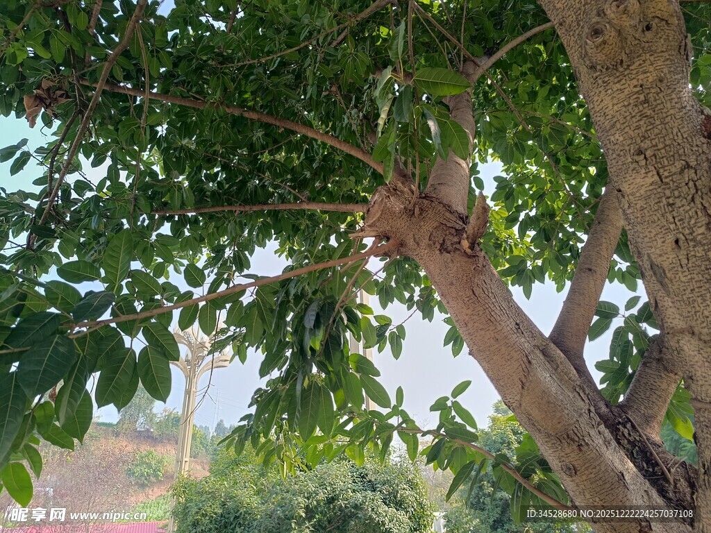 繁茂大树展现自然生机