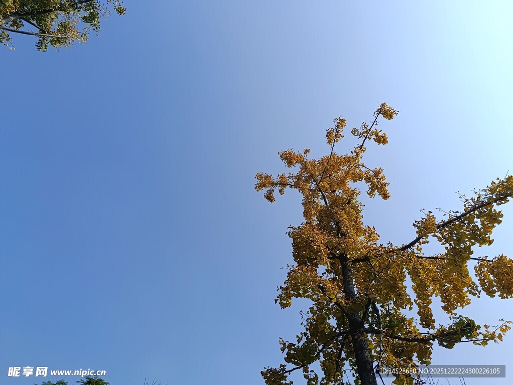 秋日树梢映蓝天