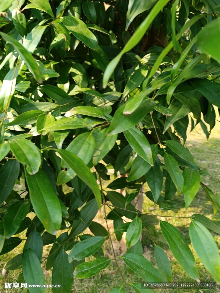 翠绿繁茂的植物枝叶