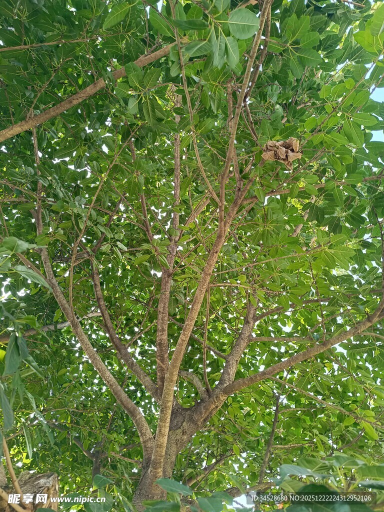 繁茂绿树间的生机景象