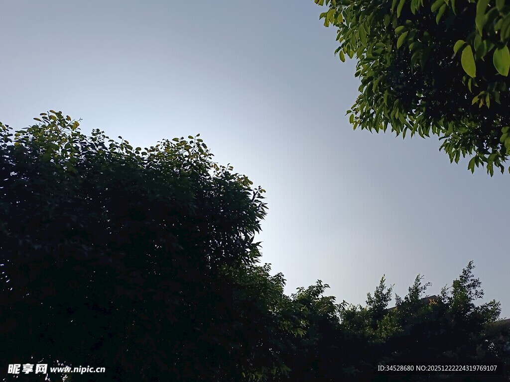 仰视树冠下的天空