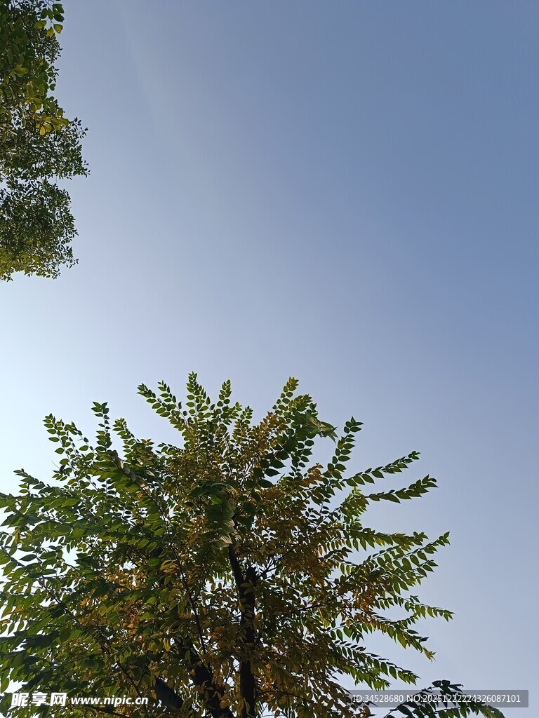 蓝天绿树间的清新景致