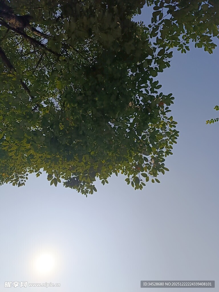 仰视阳光下的繁茂绿树