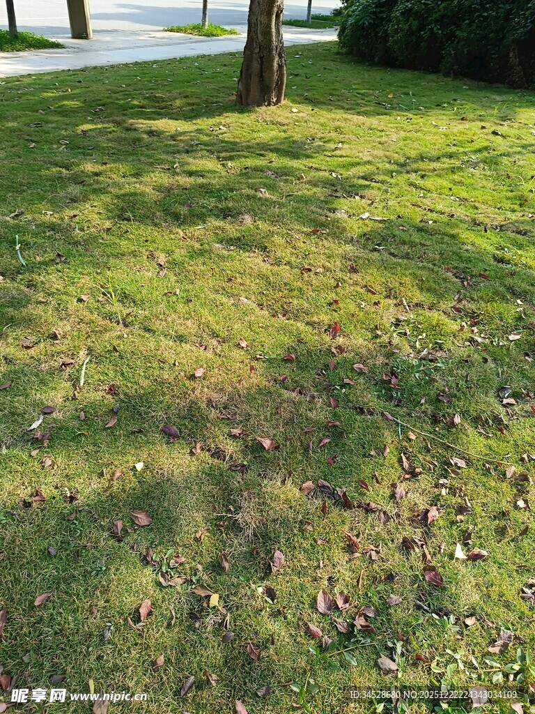 阳光下斑驳草地景象