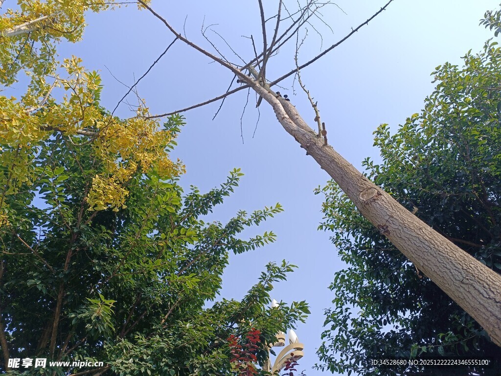 高耸枯树与葱郁绿树对比