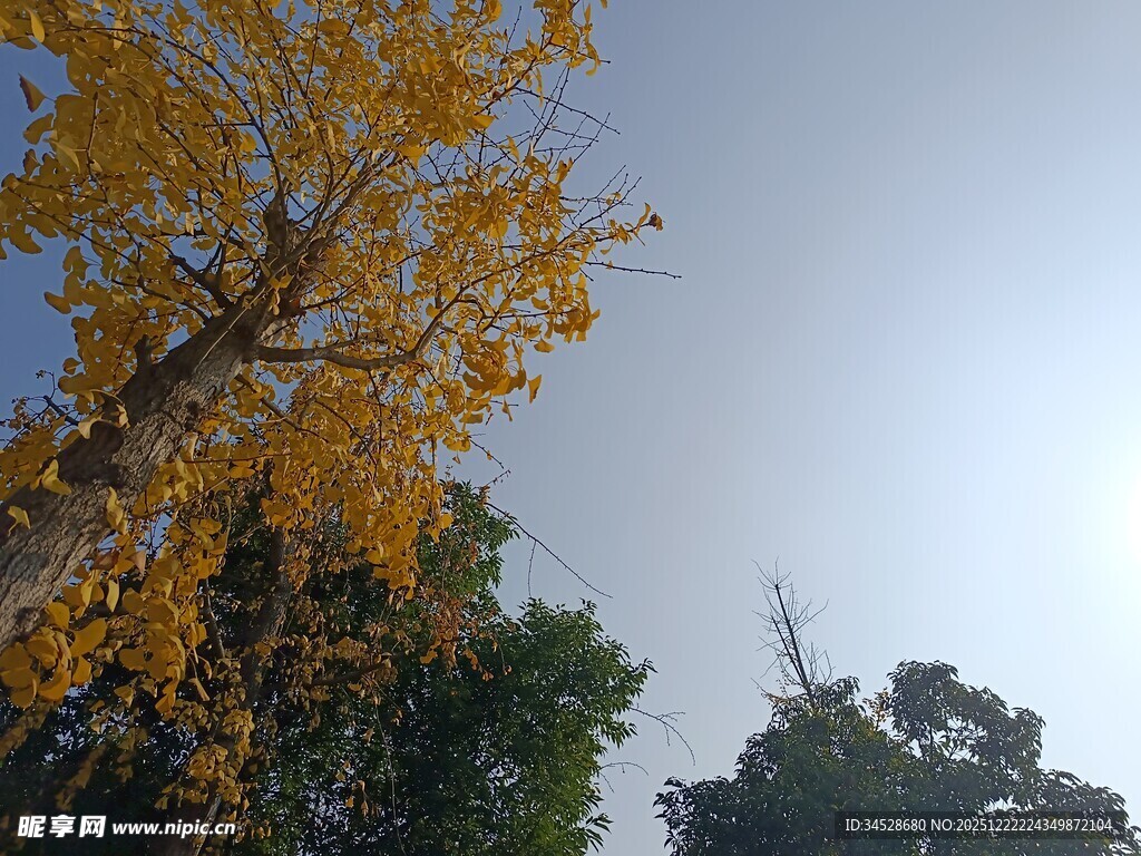 金黄银杏映蓝天