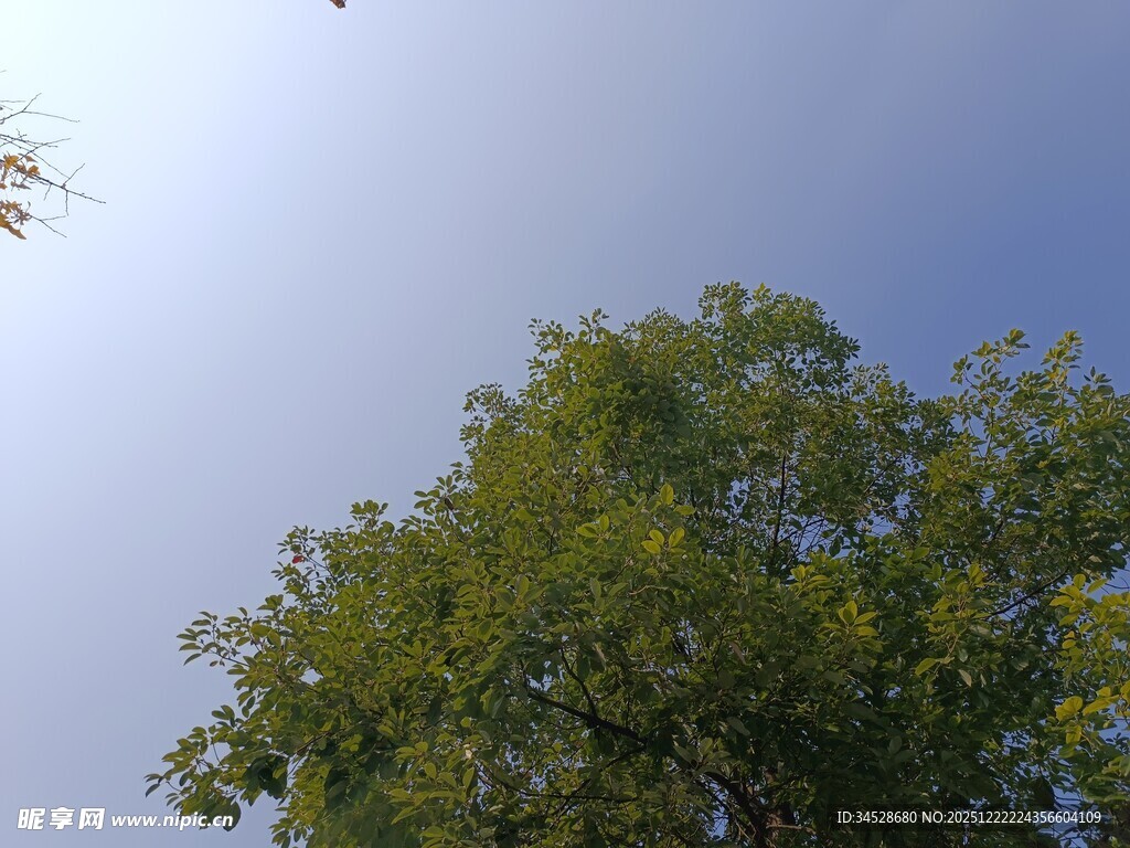 仰视绿树蓝天美景
