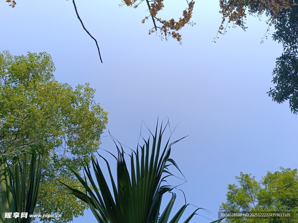 仰视葱郁树木与蓝天